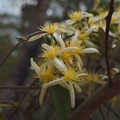 Clematis aristata at Palerang, NSW - 11 Nov 2024