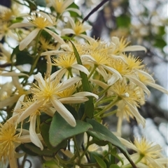 Clematis aristata at Palerang, NSW - 11 Nov 2024