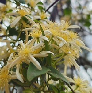 Clematis aristata at Palerang, NSW - 11 Nov 2024