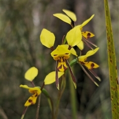 Diuris sulphurea (Tiger Orchid) at Palerang, NSW - 11 Nov 2024 by Csteele4