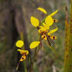 Diuris sulphurea at Palerang, NSW - suppressed