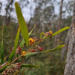 Daviesia suaveolens at Palerang, NSW - 11 Nov 2024