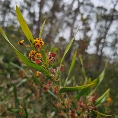 Daviesia suaveolens at Palerang, NSW - 11 Nov 2024