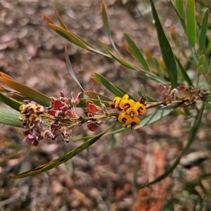 Daviesia suaveolens at Palerang, NSW - 11 Nov 2024