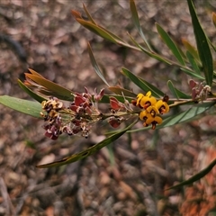 Daviesia suaveolens at Palerang, NSW - 11 Nov 2024