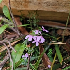 Tetratheca bauerifolia (Heath Pink-bells) at Palerang, NSW - 11 Nov 2024 by Csteele4