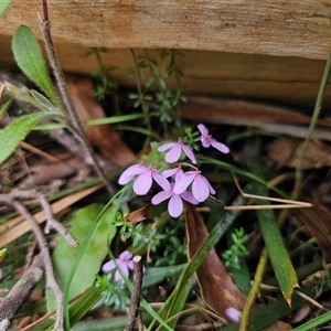 Tetratheca bauerifolia at Palerang, NSW - 11 Nov 2024