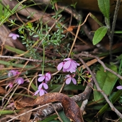 Tetratheca bauerifolia at Palerang, NSW - 11 Nov 2024