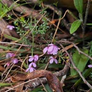 Tetratheca bauerifolia at Palerang, NSW - 11 Nov 2024