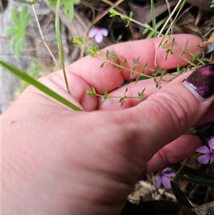 Tetratheca bauerifolia at Palerang, NSW - 11 Nov 2024