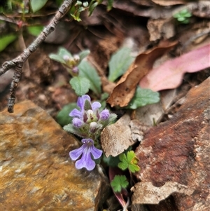 Ajuga australis at Palerang, NSW - 11 Nov 2024 02:18 PM