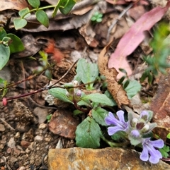 Ajuga australis at Palerang, NSW - 11 Nov 2024 02:18 PM