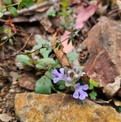 Ajuga australis at Palerang, NSW - 11 Nov 2024 02:18 PM