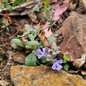 Ajuga australis at Palerang, NSW - 11 Nov 2024 02:18 PM