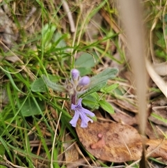 Ajuga australis at Palerang, NSW - 11 Nov 2024 02:18 PM