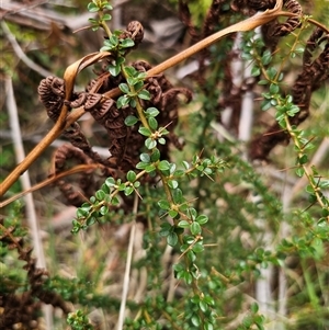 Bursaria spinosa subsp. lasiophylla at Palerang, NSW - 11 Nov 2024