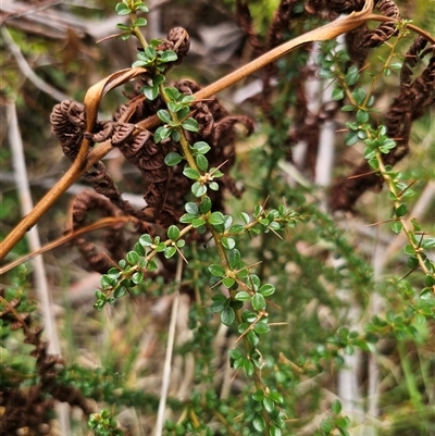 Bursaria spinosa subsp. lasiophylla (Australian Blackthorn) at Palerang, NSW - 11 Nov 2024 by Csteele4