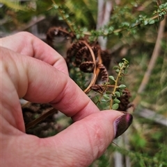 Bursaria spinosa subsp. lasiophylla at Palerang, NSW - 11 Nov 2024