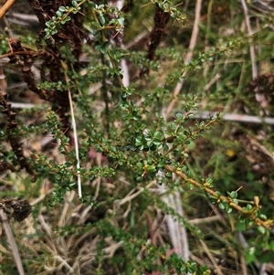 Bursaria spinosa subsp. lasiophylla at Palerang, NSW - 11 Nov 2024