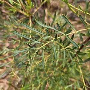 Polyscias sambucifolia subsp. Bipinnate leaves (J.H.Ross 3967) Vic. Herbarium at Palerang, NSW - 11 Nov 2024