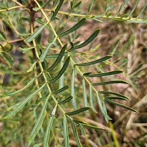 Polyscias sambucifolia subsp. Bipinnate leaves (J.H.Ross 3967) Vic. Herbarium at Palerang, NSW - 11 Nov 2024