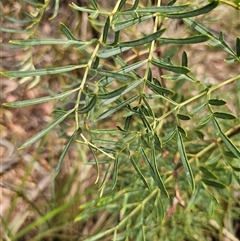 Polyscias sambucifolia subsp. Bipinnate leaves (J.H.Ross 3967) Vic. Herbarium at Palerang, NSW - 11 Nov 2024