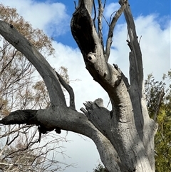 Pardalotus striatus at Pialligo, ACT - 9 Nov 2024 08:32 AM