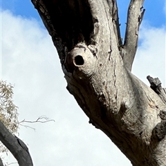 Pardalotus striatus at Pialligo, ACT - 9 Nov 2024 08:32 AM