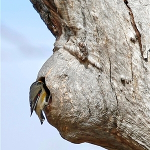 Pardalotus striatus at Pialligo, ACT - 9 Nov 2024