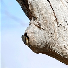 Pardalotus striatus at Pialligo, ACT - 9 Nov 2024