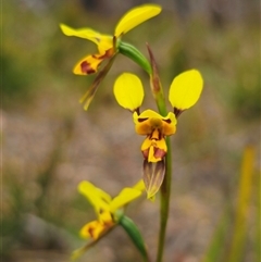 Diuris sulphurea at Palerang, NSW - 11 Nov 2024