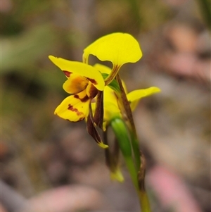 Diuris sulphurea at Palerang, NSW - suppressed