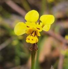 Diuris sulphurea at Palerang, NSW - 11 Nov 2024