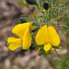 Gompholobium huegelii (pale wedge–pea) at Palerang, NSW - 11 Nov 2024 by Csteele4