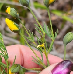 Gompholobium huegelii at Palerang, NSW - 11 Nov 2024