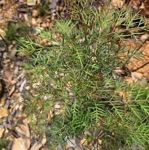 Polyscias sambucifolia subsp. Bipinnate leaves (J.H.Ross 3967) Vic. Herbarium at Palerang, NSW - 11 Nov 2024