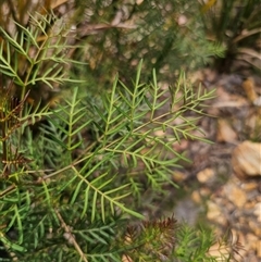 Polyscias sambucifolia subsp. Bipinnate leaves (J.H.Ross 3967) Vic. Herbarium at Palerang, NSW - 11 Nov 2024