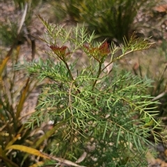 Polyscias sambucifolia subsp. Bipinnate leaves (J.H.Ross 3967) Vic. Herbarium at Palerang, NSW - 11 Nov 2024