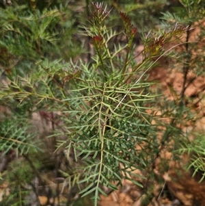 Polyscias sambucifolia subsp. Bipinnate leaves (J.H.Ross 3967) Vic. Herbarium at Palerang, NSW - 11 Nov 2024