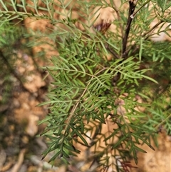 Polyscias sambucifolia subsp. Bipinnate leaves (J.H.Ross 3967) Vic. Herbarium at Palerang, NSW - 11 Nov 2024