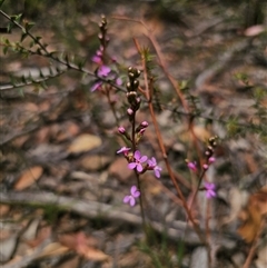 Stylidium graminifolium (grass triggerplant) at Palerang, NSW - 11 Nov 2024 by Csteele4