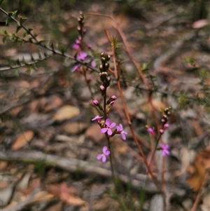 Stylidium armeria subsp. armeria at Palerang, NSW - 11 Nov 2024