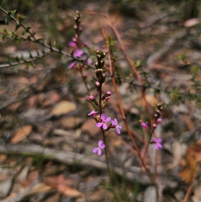 Stylidium graminifolium (grass triggerplant) at Palerang, NSW - 11 Nov 2024 by Csteele4