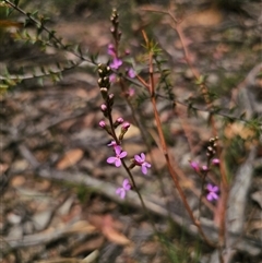 Stylidium armeria subsp. armeria at Palerang, NSW - 11 Nov 2024 01:24 PM