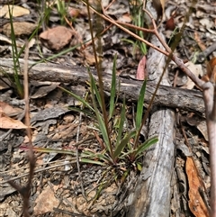 Stylidium armeria subsp. armeria at Palerang, NSW - 11 Nov 2024 01:24 PM