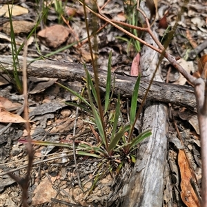 Stylidium armeria subsp. armeria at Palerang, NSW - 11 Nov 2024 01:24 PM