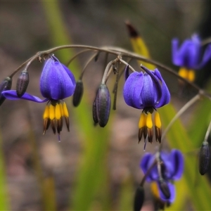 Dianella revoluta var. revoluta at Palerang, NSW - 11 Nov 2024 01:19 PM