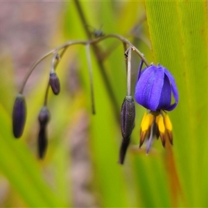 Dianella revoluta var. revoluta at Palerang, NSW - 11 Nov 2024 01:19 PM