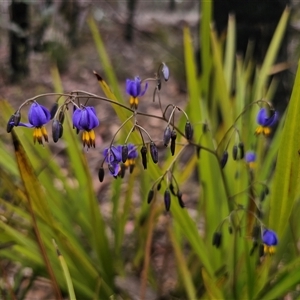 Dianella revoluta var. revoluta at Palerang, NSW - 11 Nov 2024 01:19 PM