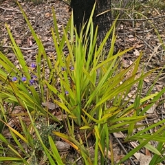 Dianella revoluta var. revoluta at Palerang, NSW - 11 Nov 2024 01:19 PM